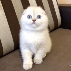 cat-scottish-fold