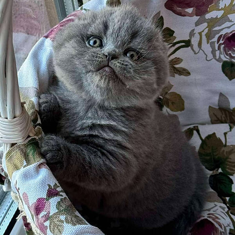 scottish fold cat price
