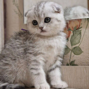 scottish-fold-sale