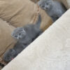 female scottish fold kittens for sale