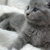 Emerald - Female Scottish Fold Kitten