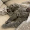 scottish fold cat for sale uk