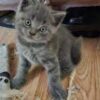 scottish fold cat for sale uk
