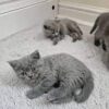 scottish fold cat for sale uk